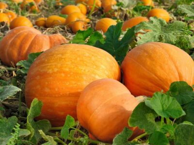 Fresh pumpkins out in a field will be picked and used in a variety of gluten-free pumpkin recipes